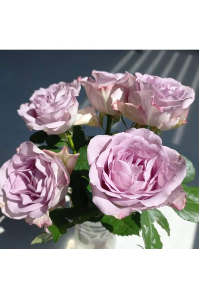 Обрізаний саджанець троянди Green Fashion в горщику